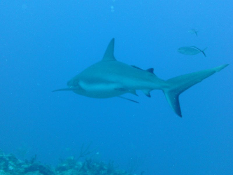 Caribbean Reef Shark 3.jpg