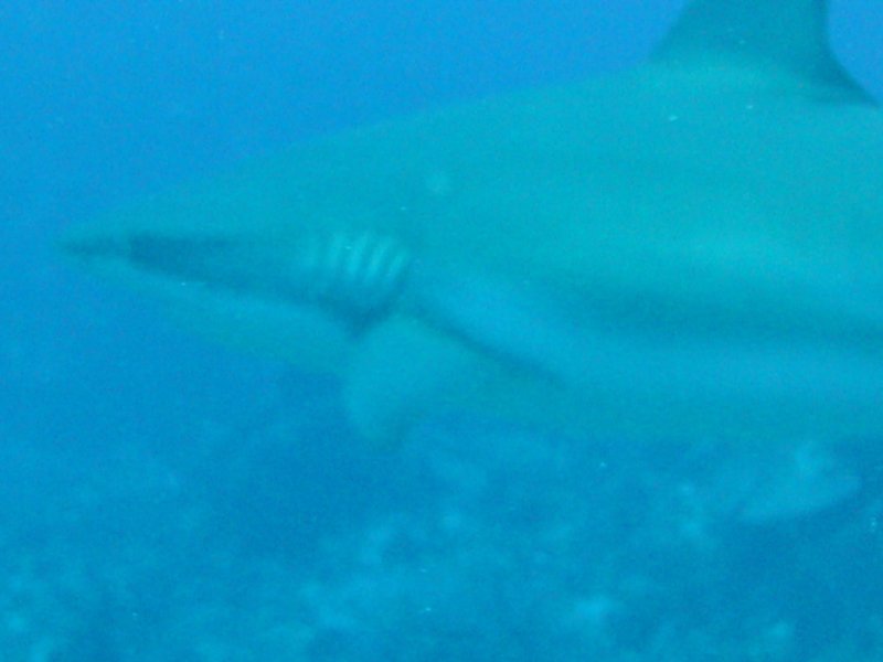 Caribbean Reef Shark 4.jpg