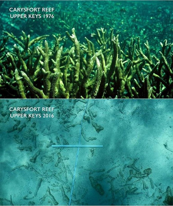 carysfort reef.jpg