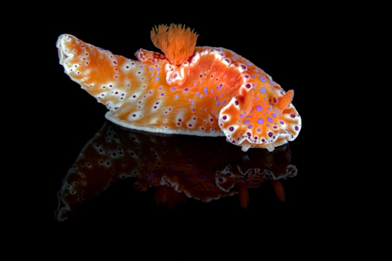 Ceratosoma brevicaudatum.jpg