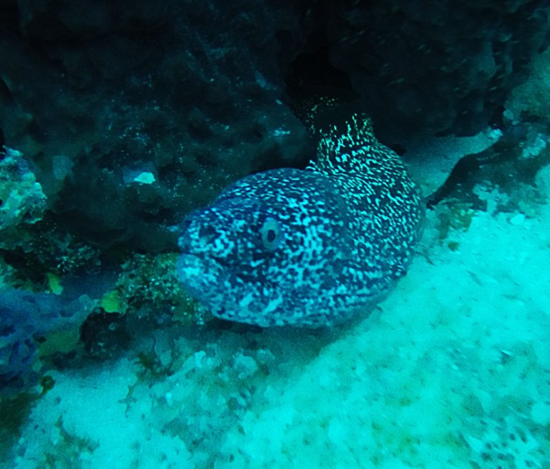 Chain Moray.JPG