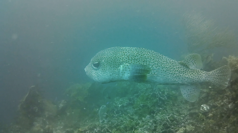 ChillPorcupinefish.png