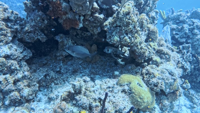 Chub & Porcupine Fish.jpg