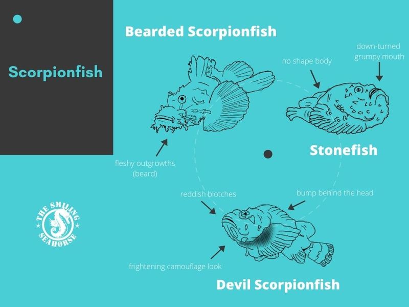 circle-scorpionfish-1_orig.jpg