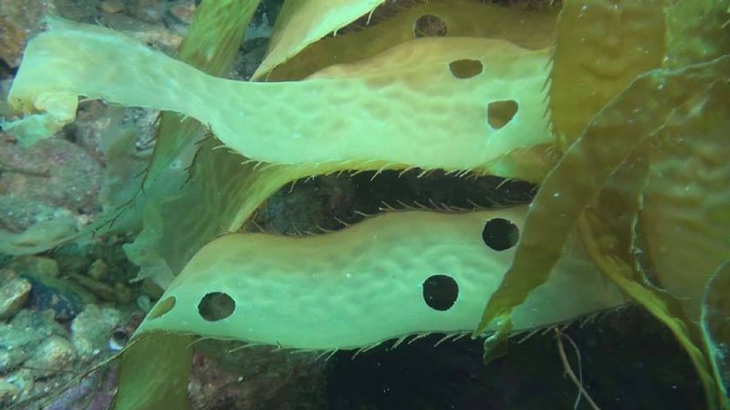 Circular kelp bites (Bill Bushing).jpg