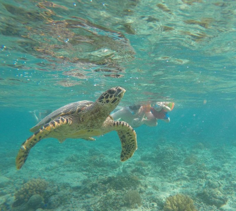CJturtle1.jpg CJturtle1.jpg