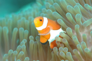 clownfish-anemone.jpg