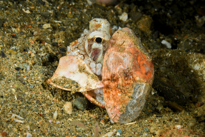 Coconut-Octopus-Ambon-2018-4044.jpg Coconut-Octopus-Ambon-2018-4044.jpg
