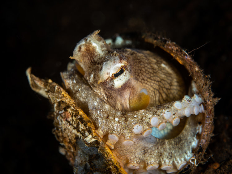 coconut-octopus-amphioctopus-marginatus-tulamben.jpg