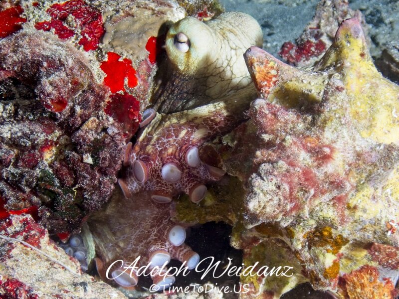 Common Octopus #1  03 20240509.jpeg
