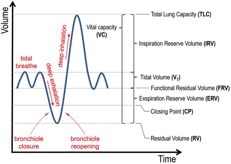 Conceptual-figure-showing-breathing-patterns-including-normal-tidal-breathing.png
