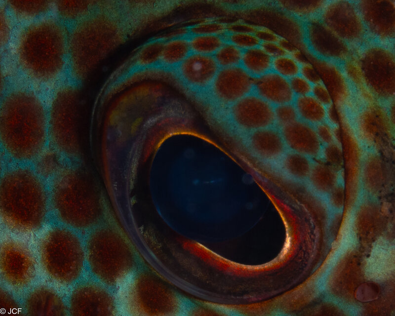 Coney eye.jpg Coney eye.jpg