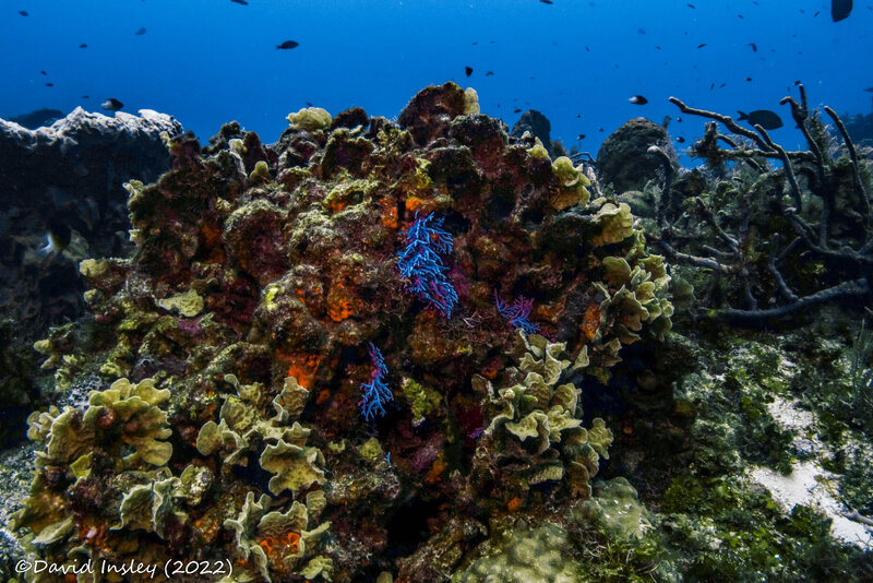 coral 14 (1 of 1).jpg
