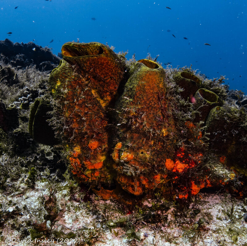 coral 17 (1 of 1).jpg
