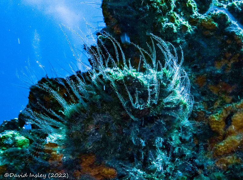 coral 8  (1 of 1).jpg