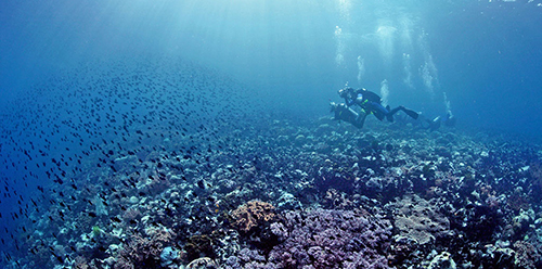 coral-bleaching-full.jpg coral-bleaching-full.jpg
