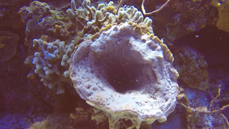 coral bleaching.jpg