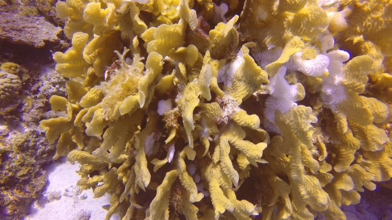 coral bleaching2.jpg