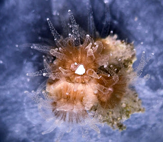 coral-polyp-plastic-alex-seymour-dukeu.jpg