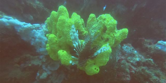 coral-reef-3-Leonardo-Ortiz-Lozano.jpg