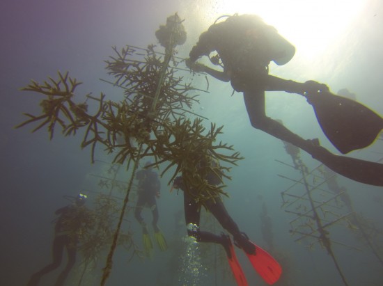 Coral tree nursery.jpg Coral tree nursery.jpg