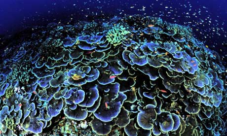 coralarticle.jpg coralarticle.jpg