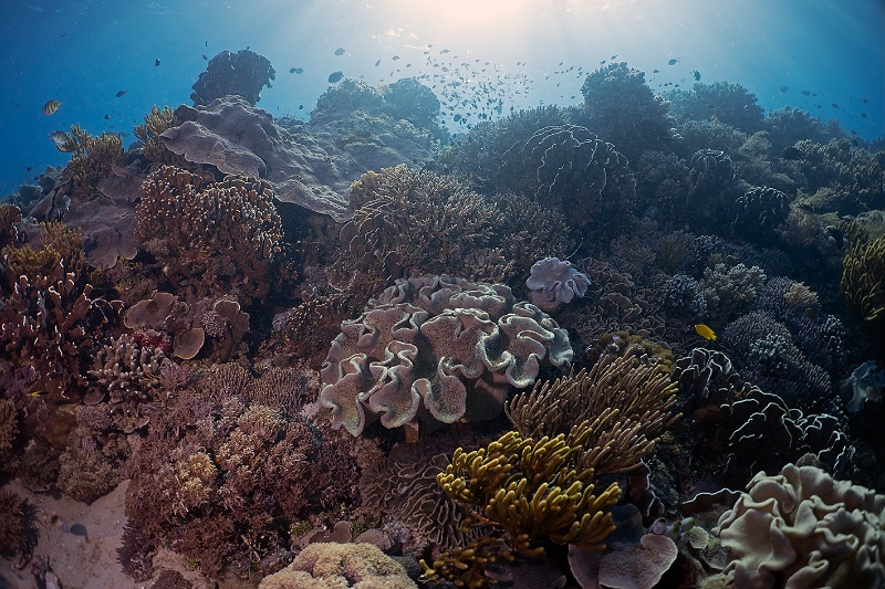 CORALDREAM.jpeg
