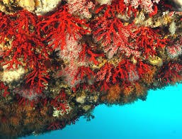 Corales%2Ben%2Bel%2Btecho%2Bde%2Buna%2Bcueva.jpg