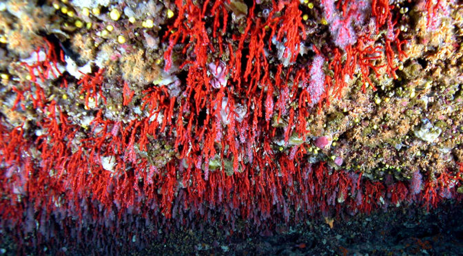 corallo-di-alghero-1-672x372.jpg