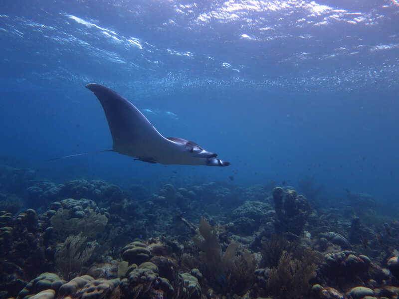 Courtesy of Dive Curacao - At Oostpunt, a manta ray swims over a reef dominated by star corals...JPG