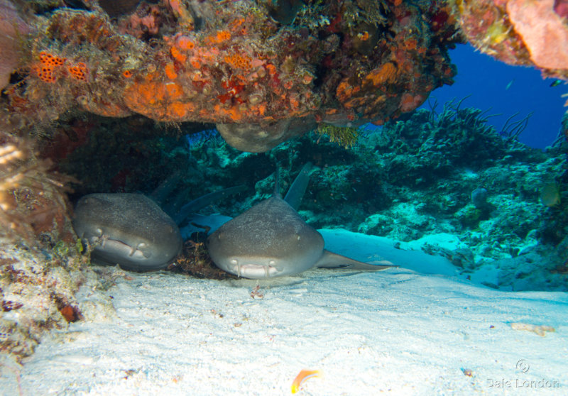 Coz Dec 2018 Nurse Shark001c.jpg