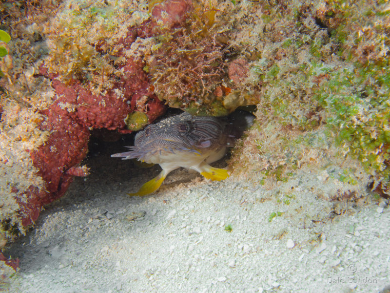 Coz Dec 2018 Splendid Toadfish001c.jpg