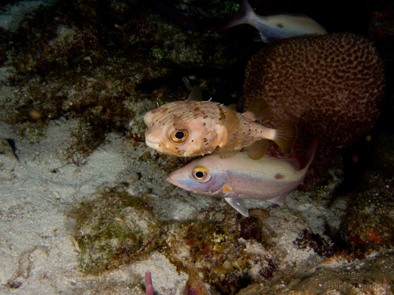 Coz Dec 2019 Balloonfish 001c.jpg Coz Dec 2019 Balloonfish 001c.jpg