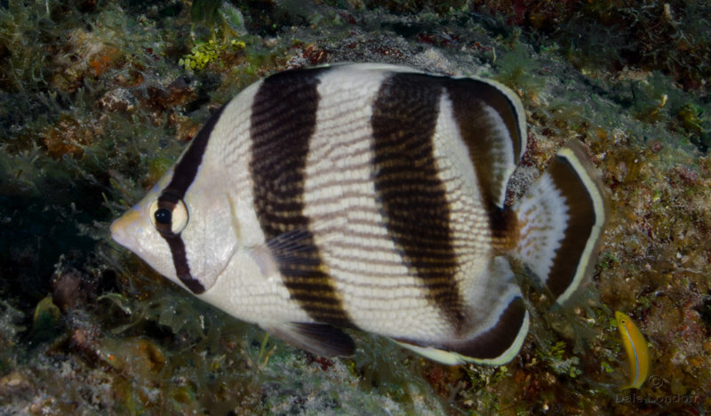 Coz Dec 2019 Banded Butterflyfish 002c.jpg