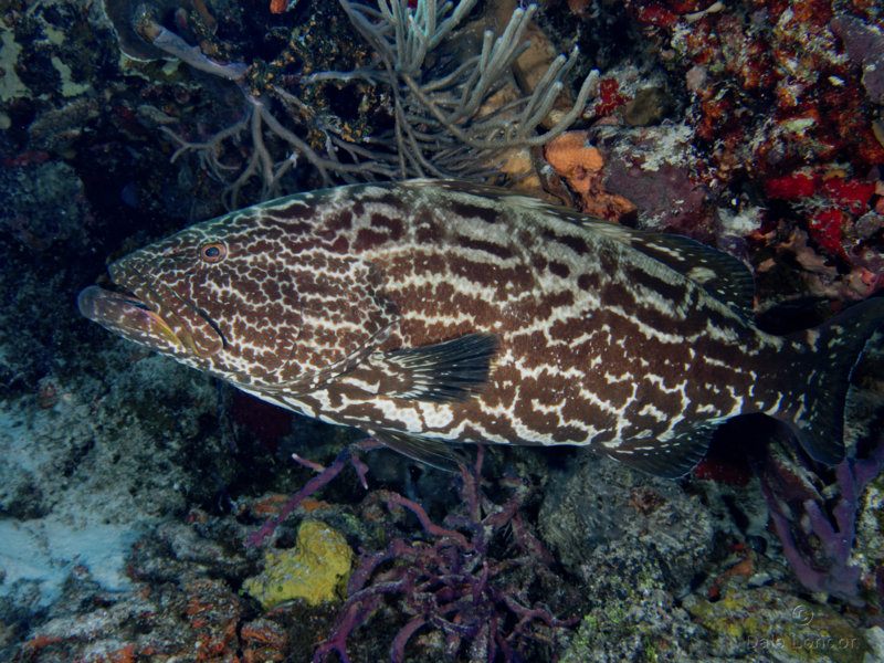 Coz Dec 2019 Black Grouper 001c.jpg Coz Dec 2019 Black Grouper 001c.jpg