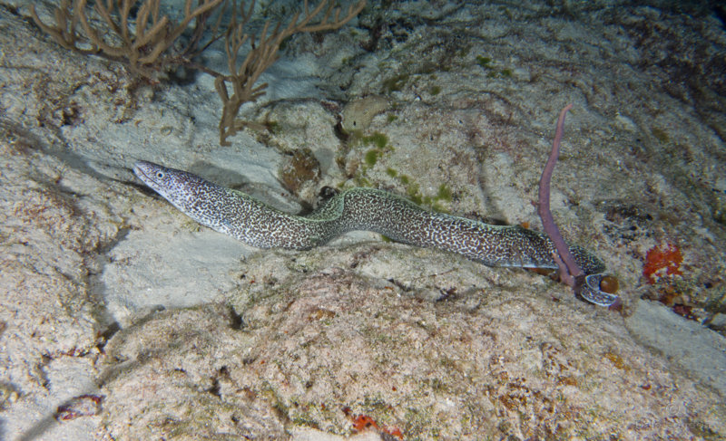 Coz Dec 2019 Brown Spotted Eel 001c.jpg Coz Dec 2019 Brown Spotted Eel 001c.jpg