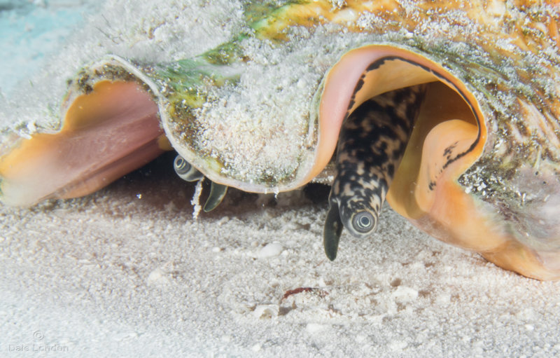 Coz Dec 2019 Conch 001c.jpg Coz Dec 2019 Conch 001c.jpg