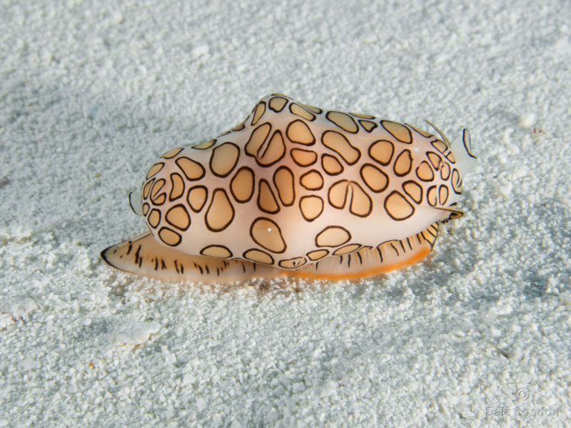 Coz Dec 2019 Flamingo Tongue 002c.jpg Coz Dec 2019 Flamingo Tongue 002c.jpg