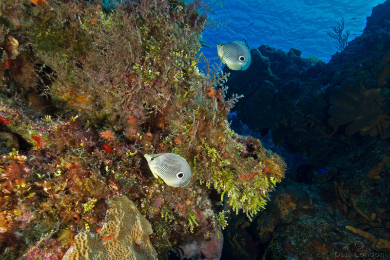 Coz Dec 2019 Foureye Butterflyfish 001c.jpg Coz Dec 2019 Foureye Butterflyfish 001c.jpg