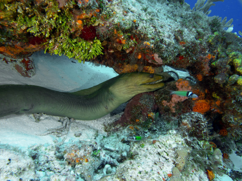 Coz Dec 2019 Green Moray Eel 004c.jpg Coz Dec 2019 Green Moray Eel 004c.jpg