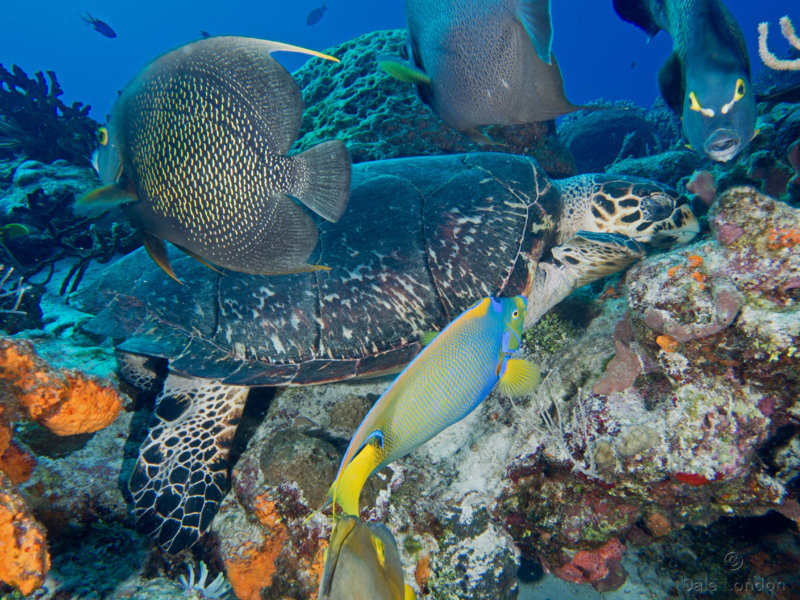 Coz Dec 2019 Hawksbill Turtle 003c.jpg Coz Dec 2019 Hawksbill Turtle 003c.jpg
