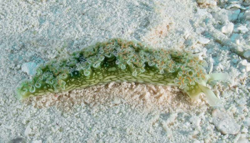 Coz Dec 2019 Lettuce Sea Slug 001c.jpg