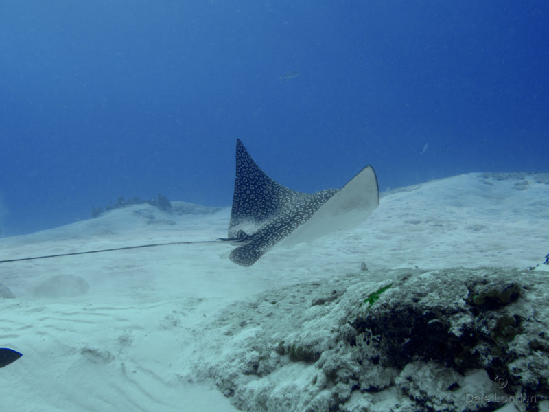 Coz Dec 2019 Spotted Eagle Ray 003c.jpg