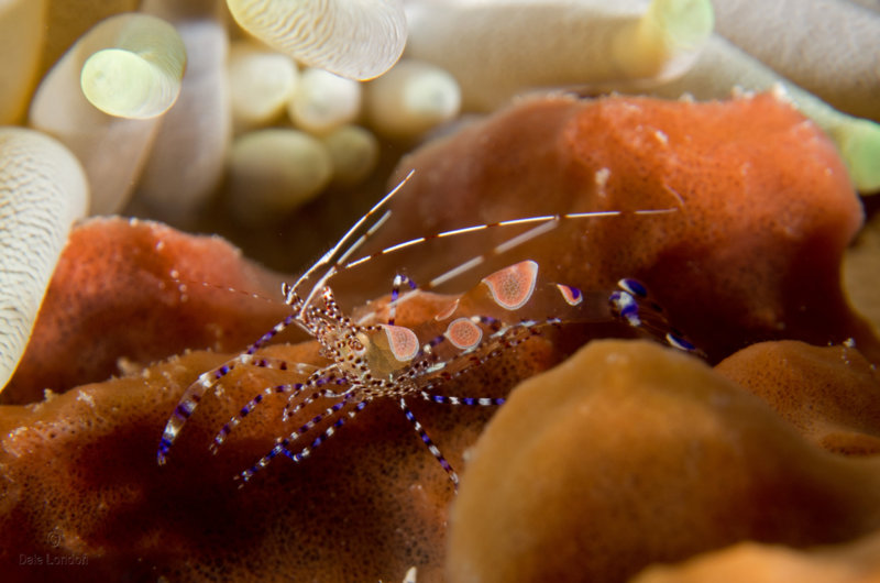 Coz Dec 2020 Spotted Cleaner Shrimp 001c.jpg