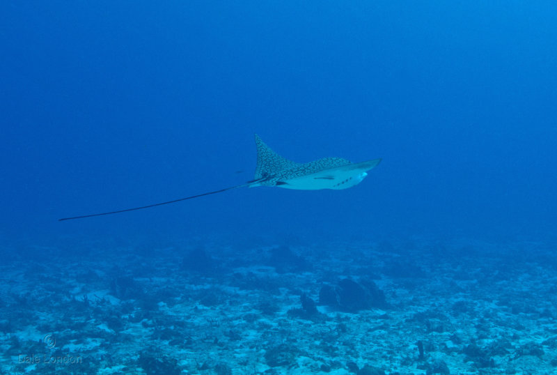 Coz Dec 2020 Spotted Eagle Ray 001c.jpg