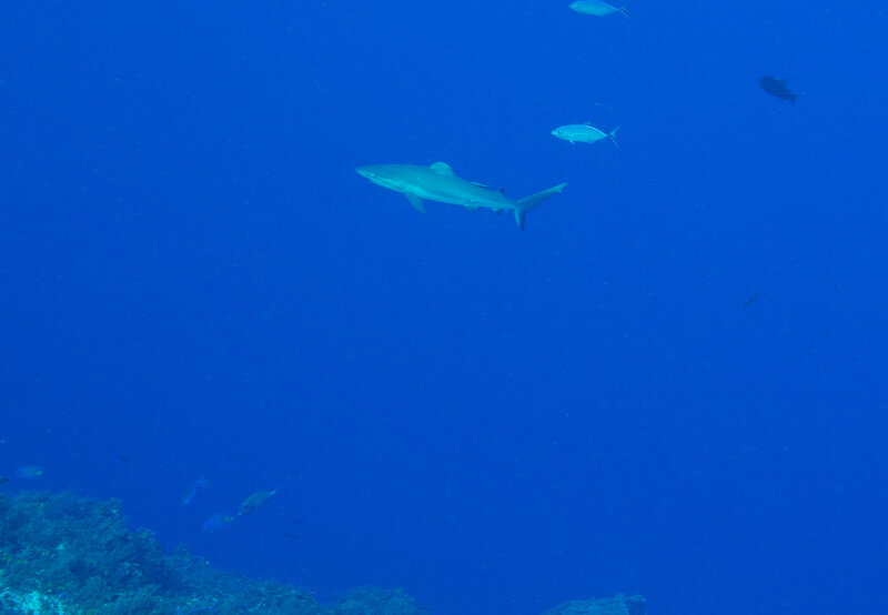 Coz Dec 2021 Reef Shark 002.jpg