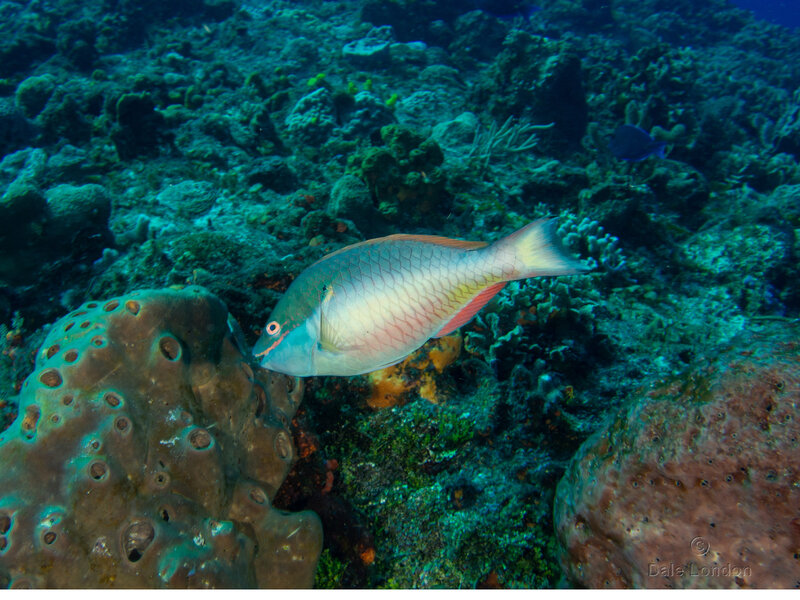 Coz Dec 2022 Redband Parrotfish 001c.jpg