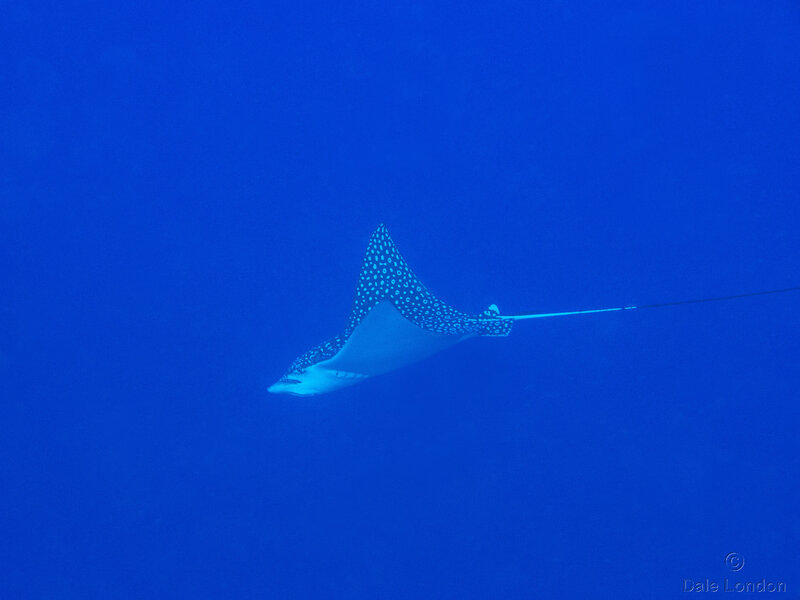 Coz Dec 2022 Spotted Eagle Ray 001c.jpg