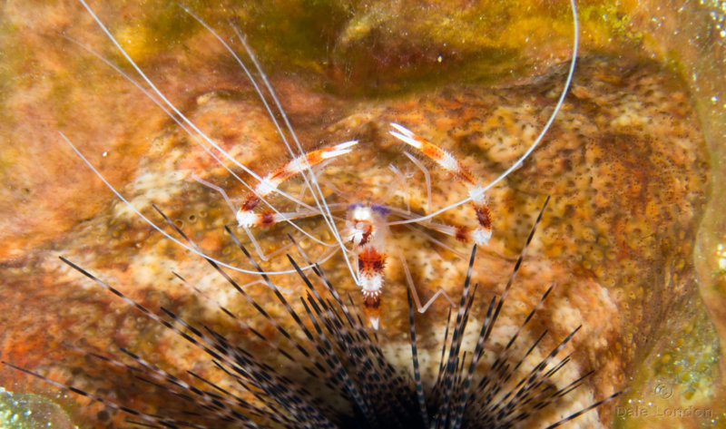 Coz Feb 2019 Banded coral shrimp 001c.jpg