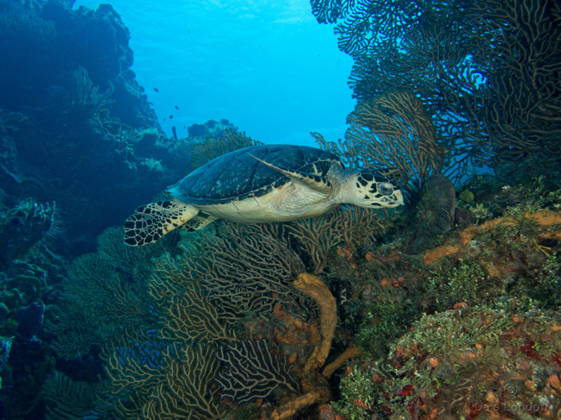 Coz Feb 2019 Hawksbill turtle 001c.jpg